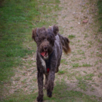 Dragomir Petrov avatar